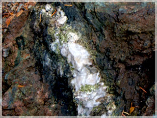 Moss covered Quartz vein / Gold Hill